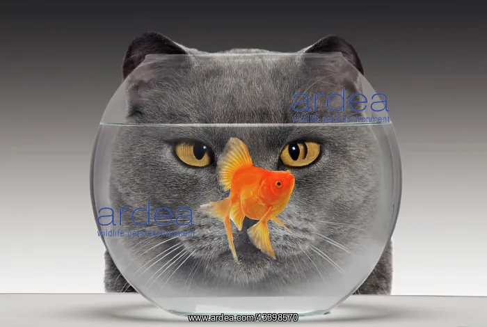 : Cat - looks at Goldfish in bowl : Cat - looks at Goldfish in bowl