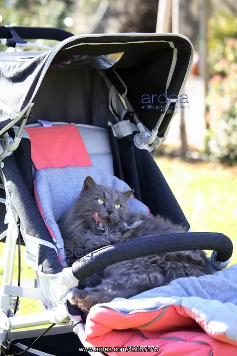 : Cat lying in a baby stroller France : Cat lying in a baby stroller France