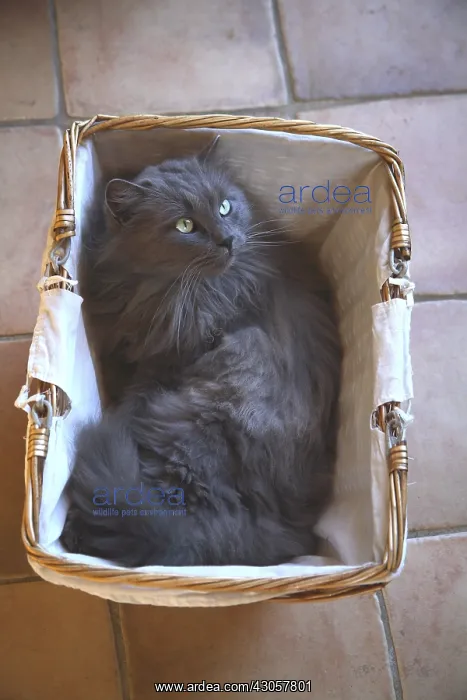 : Cat lying in a basket France : Cat lying in a basket France