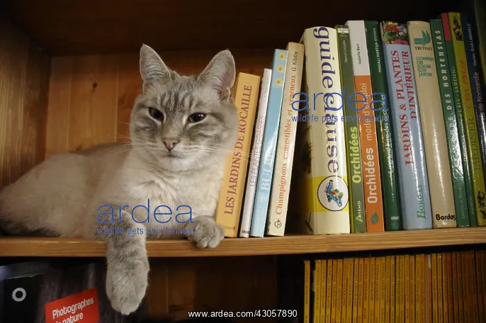 : A cat lying in the bookcase and observes France : A cat lying in the bookcase and observes France