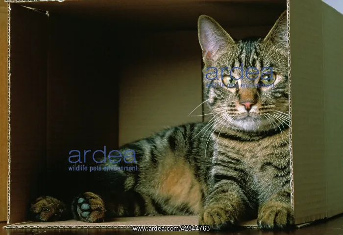  : Cat - lying down in cardboard box
