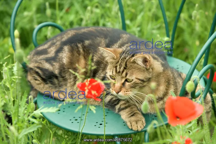  : Cat - lying on chair in garden