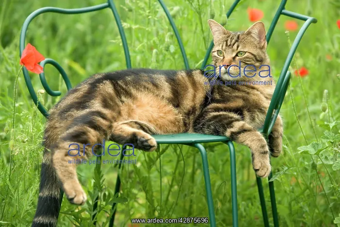  : Cat - lying on chair in garden