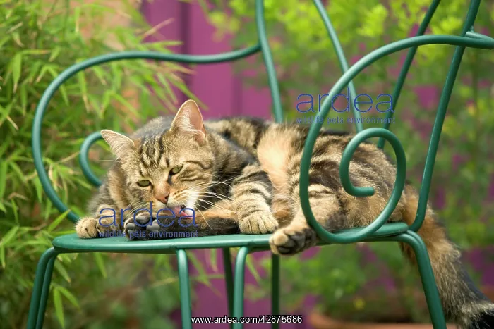  : Cat - lying on chair in garden, grooming