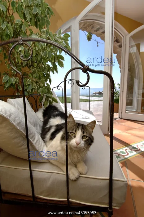 : Cat lying on the couch of a Provencal mas France : Cat lying on the couch of a Provencal mas France