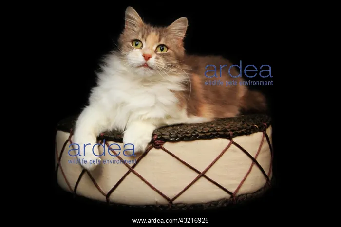 : Cat lying on a cushion on a black background : Cat lying on a cushion on a black background