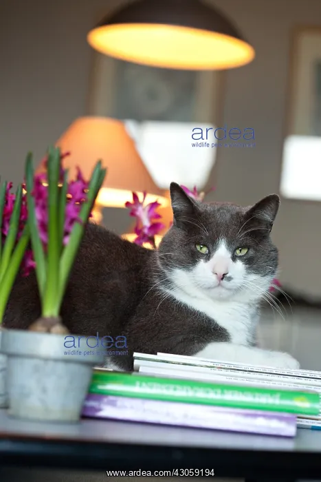 : Cat lying on a desk with hyacinthes in bloom : Cat lying on a desk with hyacinthes in bloom