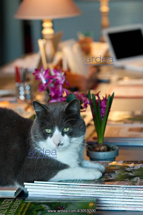 : Cat lying on a desk with hyacinthes in bloom : Cat lying on a desk with hyacinthes in bloom