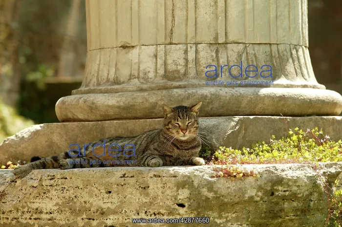 : Cat - lying at foot of column : Cat - lying at foot of column