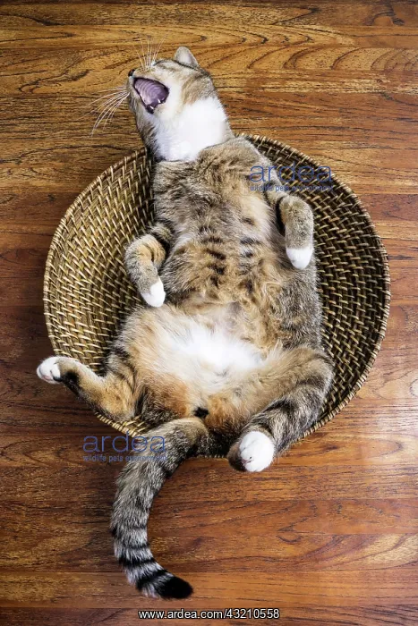 : Cat lying on its back in a fruit basket yawning : Cat lying on its back in a fruit basket yawning