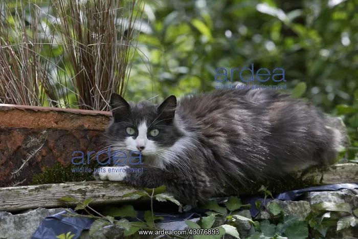 : Cat lying in a garden Normandy France : Cat lying in a garden Normandy France
