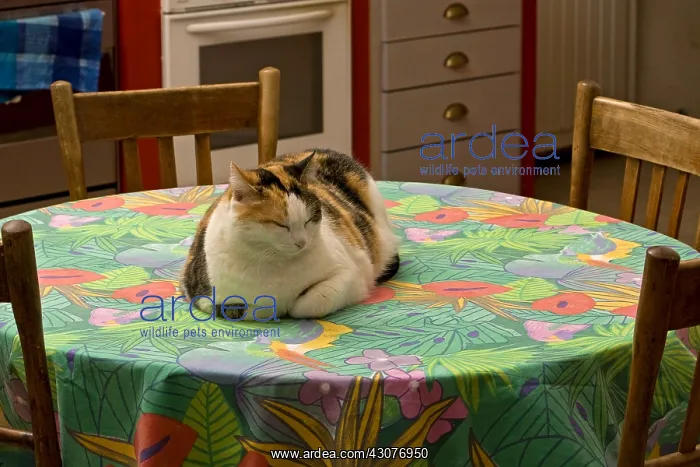 : Cat lying on a kitchen table France : Cat lying on a kitchen table France