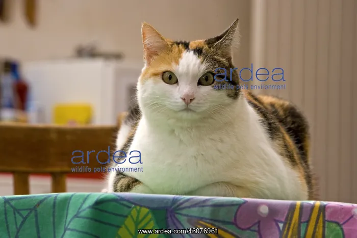 : Cat lying on a kitchen table France : Cat lying on a kitchen table France