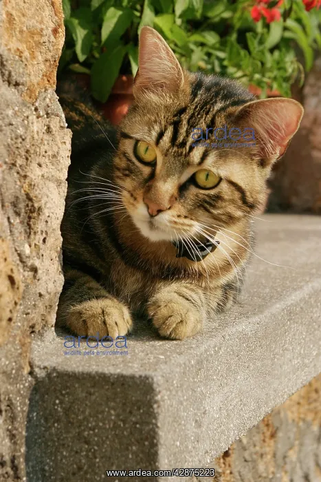  : Cat - Lying on ledge