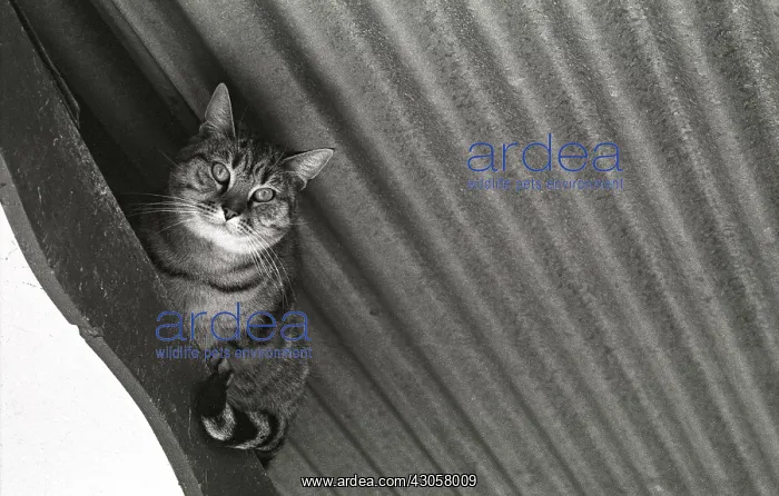 : Cat lying under a roof Refuge of Beauregard France : Cat lying under a roof Refuge of Beauregard France