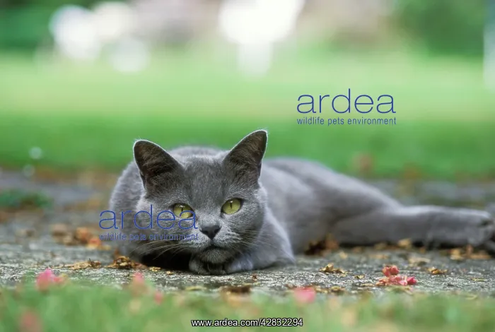: CAT - lying in the shade : CAT - lying in the shade