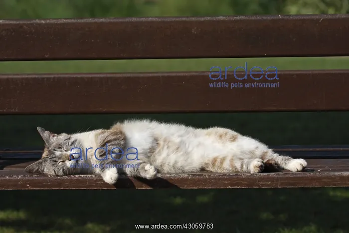 : Cat lying and sleeping on a bench in Var France : Cat lying and sleeping on a bench in Var France