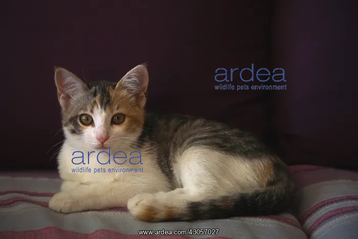 : Cat lying on a sofa : Cat lying on a sofa