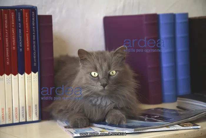 : Cat lying on a table with books : Cat lying on a table with books