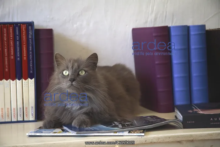 : Cat lying on a table with books : Cat lying on a table with books
