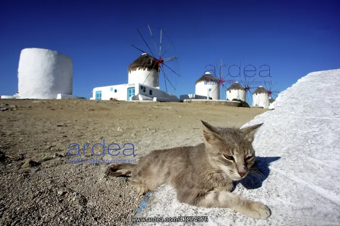 : Cat lying in front of the windmills of Mykonos - Greece : Cat lying in front of the windmills of Mykonos - Greece