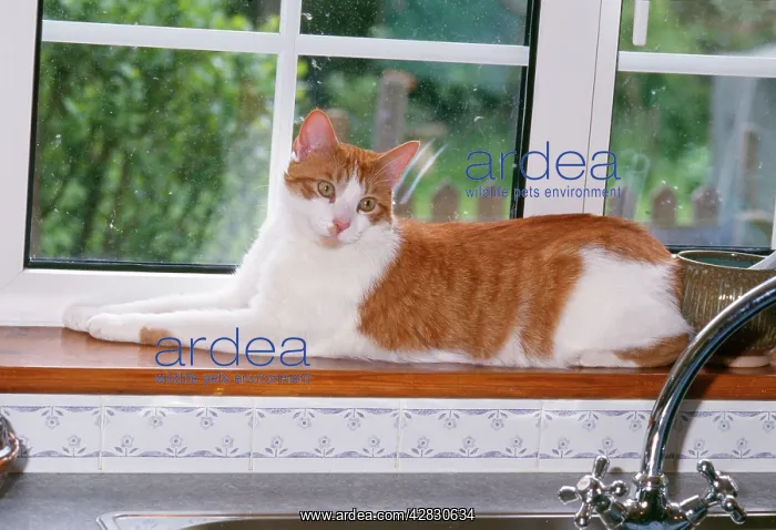 : Cat - lying on windowsill : Cat - lying on windowsill
