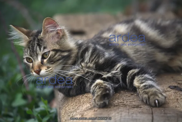 : Cat lying on a wooden beam : Cat lying on a wooden beam