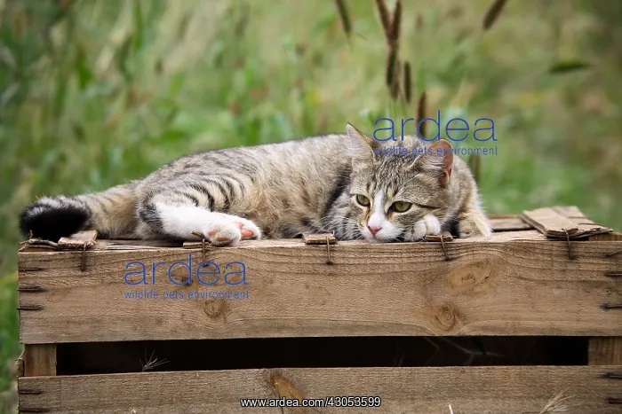 : Cat lying on a wooden box : Cat lying on a wooden box