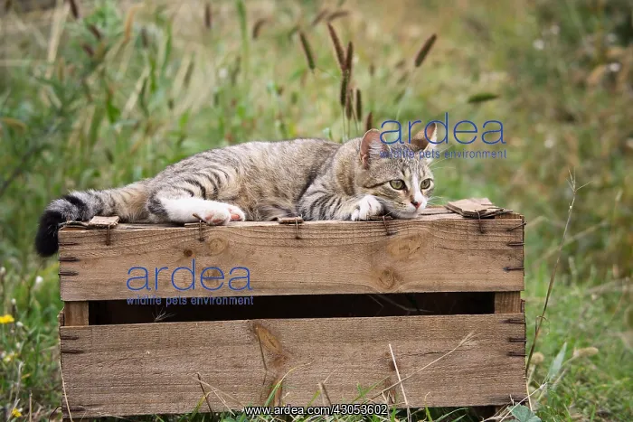 : Cat lying on a wooden box : Cat lying on a wooden box