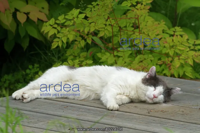 : Cat lying on wooden deck at the water's edge - Canada : Cat lying on wooden deck at the water's edge - Canada