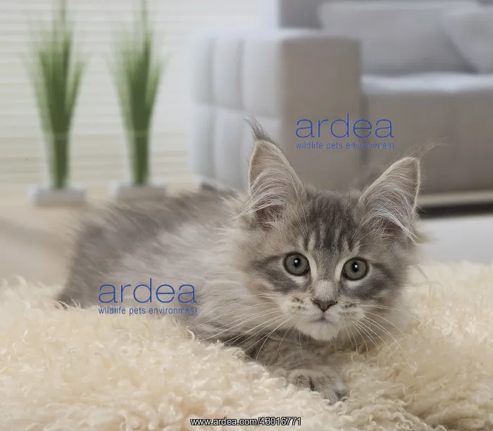  : Cat Maine Coon 3 month old kitten
