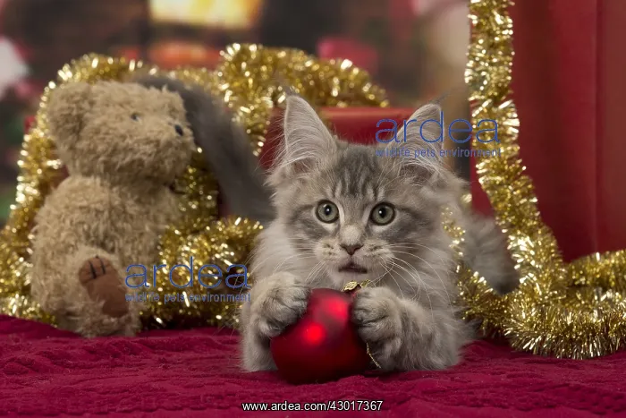 : Cat Maine Coon 3 month old kitten : Cat Maine Coon 3 month old kitten