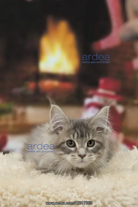  : Cat Maine Coon 3 month old kitten