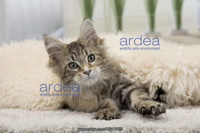  : Cat Maine Coon 3 month old kitten