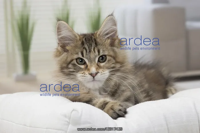  : Cat Maine Coon 3 month old kitten