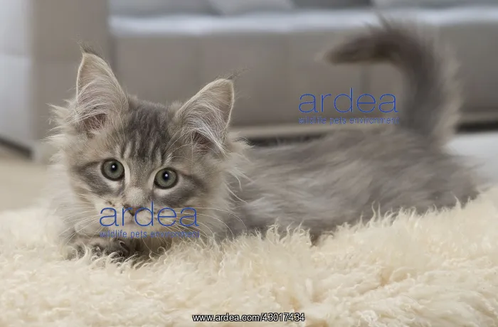  : Cat Maine Coon 3 month old kitten