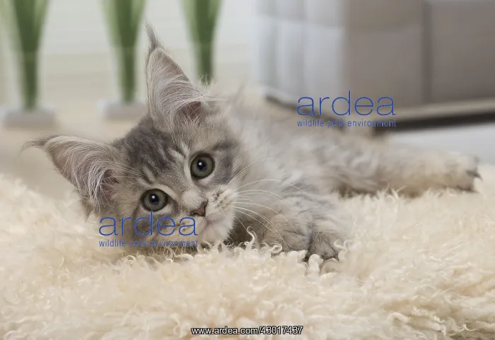  : Cat Maine Coon 3 month old kitten