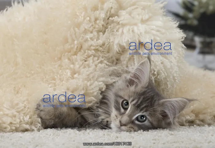  : Cat Maine Coon 3 month old kitten