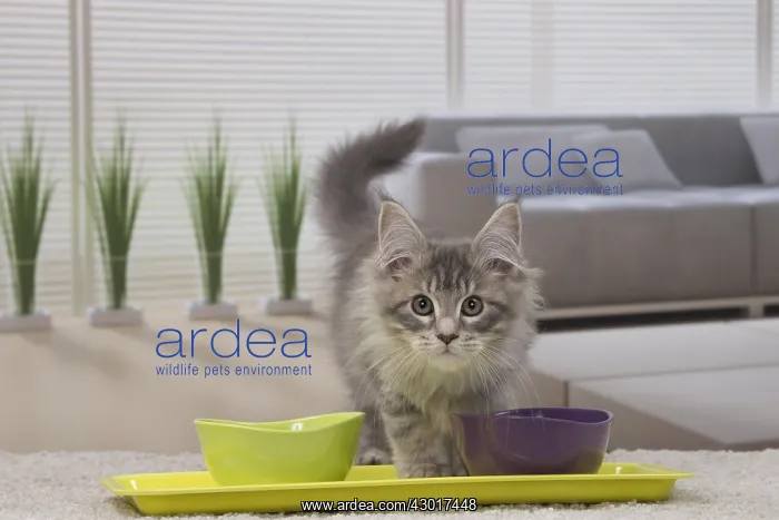  : Cat Maine Coon 3 month old kitten