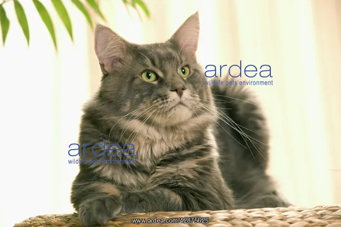  : Cat - Maine Coon