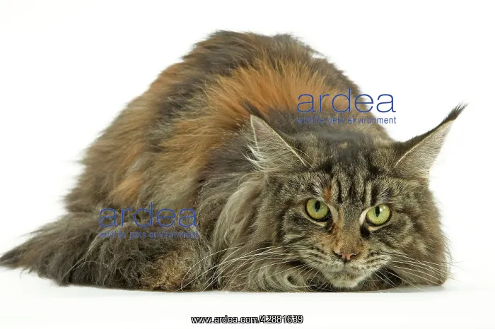  : Cat - Maine Coon