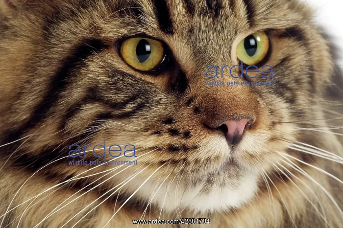  : Cat - Maine Coon