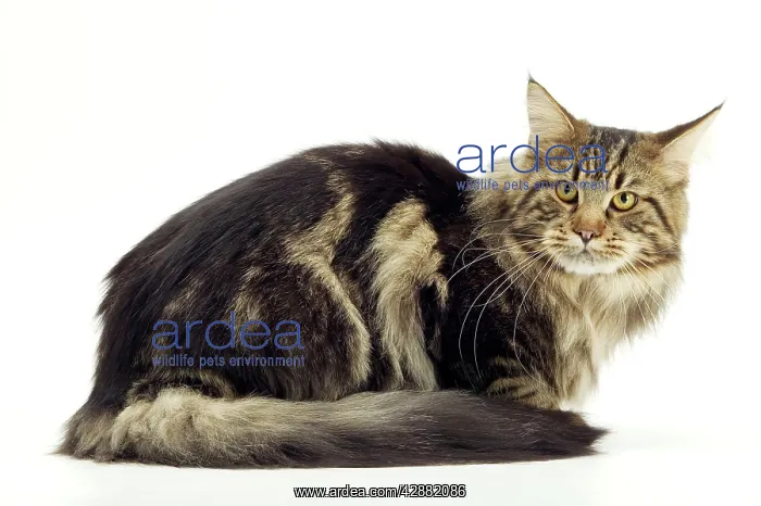  : Cat - Maine Coon