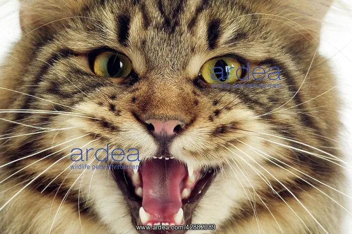  : Cat - Maine Coon