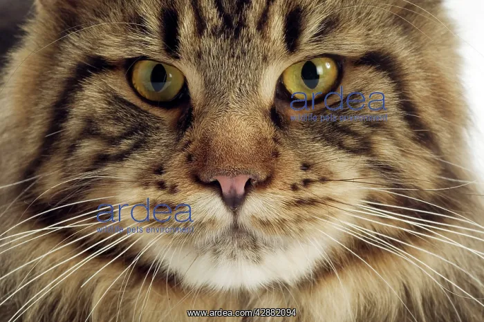  : Cat - Maine Coon