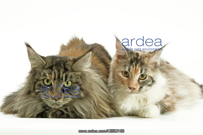  : Cat - Maine Coon