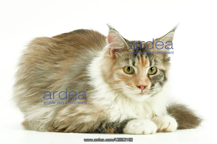  : Cat - Maine Coon