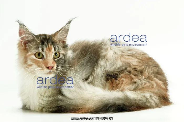  : Cat - Maine Coon