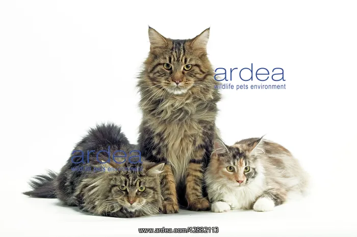  : Cat - Maine Coon