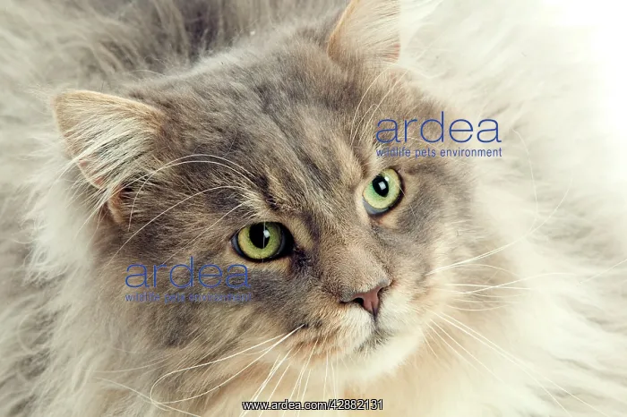  : Cat - Maine Coon